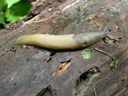 Attēlu rezultāti vaicājumam “Limax cinereoniger”