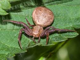 Attēlu rezultāti vaicājumam “Xysticus bifasciatus”