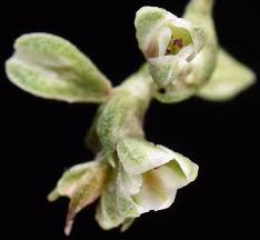 Attēlu rezultāti vaicājumam “Fallopia convolvulus fruit”