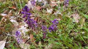 Attēlu rezultāti vaicājumam “Polygala vulgaris”