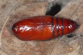 Attēlu rezultāti vaicājumam “Noctua fimbriata”