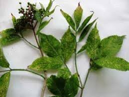 Attēlu rezultāti vaicājumam “Sambucus nigra leaf”