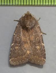 Attēlu rezultāti vaicājumam “Rusina ferruginea”