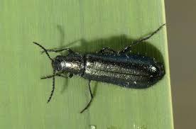 Attēlu rezultāti vaicājumam “Dasytes sp.”