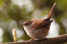 Image result for Cettia cetti