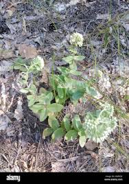 Attēlu rezultāti vaicājumam “Hylotelephium maximum flower”