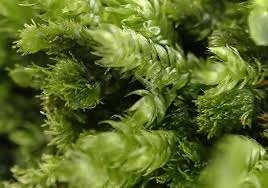 Attēlu rezultāti vaicājumam “Pseudotaxiphyllum elegans”