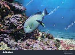 Image result for Acanthurus blochii