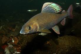 Image result for Thymallus thymallus