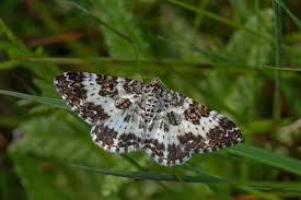 Attēlu rezultāti vaicājumam “Epirrhoe tristata imago”