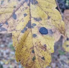 Attēlu rezultāti vaicājumam “Rhytisma acerinum”