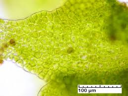 Attēlu rezultāti vaicājumam “Tritomaria exsectiformis”