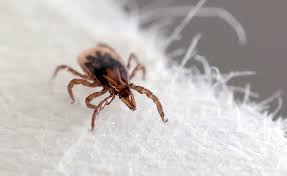 Attēlu rezultāti vaicājumam “Ixodes”