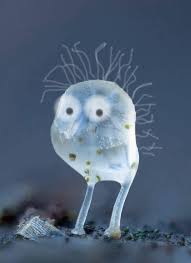 Attēlu rezultāti vaicājumam “Stemonitopsis typhina var. similis spores”