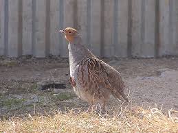 Attēlu rezultāti vaicājumam “Perdix perdix”