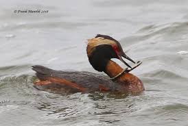 Image result for Podiceps auritus