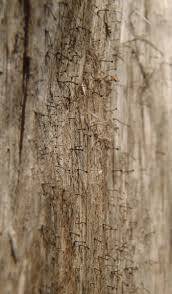 Attēlu rezultāti vaicājumam “Chaenotheca brunneola”