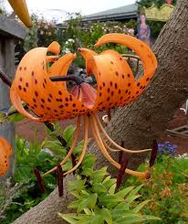 Attēlu rezultāti vaicājumam “Lilium lancifolium flower”