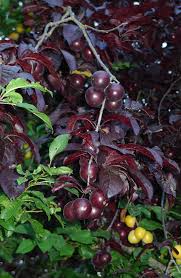 Attēlu rezultāti vaicājumam “Prunus cerasifera fruit”