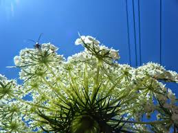 Image result for Daucus carota