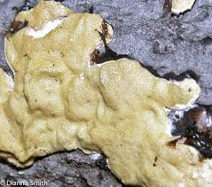 Attēlu rezultāti vaicājumam “Hypocrea rufa”