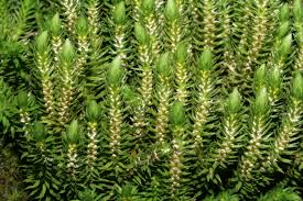 Attēlu rezultāti vaicājumam “Huperzia selago”