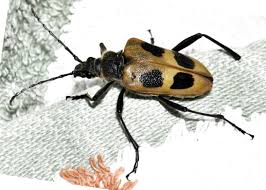 Attēlu rezultāti vaicājumam “Pachyta quadrimaculata”