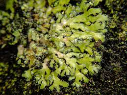 Attēlu rezultāti vaicājumam “Phaeophyscia orbicularis”