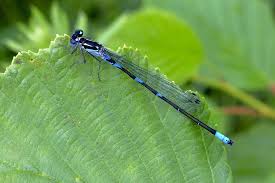 Attēlu rezultāti vaicājumam “Coenagrion pulchellum”