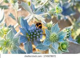 Attēlu rezultāti vaicājumam “Eryngium maritimum bud”