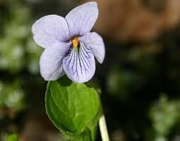 Attēlu rezultāti vaicājumam “Viola epipsila”