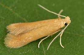 Attēlu rezultāti vaicājumam “Tischeria ekebladella”