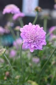 Image result for Scabiosa columbaria