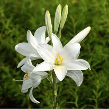 Image result for Lilie