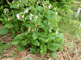 Attēlu rezultāti vaicājumam “Symphytum grandiflorum”
