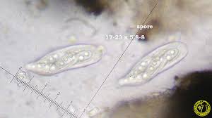 Attēlu rezultāti vaicājumam “Plectocarpon lichenum”