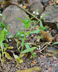 Attēlu rezultāti vaicājumam “Veronica anagallis-aquatica leaf”