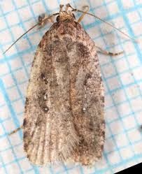 Attēlu rezultāti vaicājumam “Agonopterix heracliana”