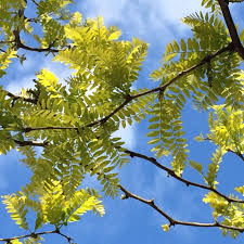 Attēlu rezultāti vaicājumam “Gleditsia triacanthos leaf”