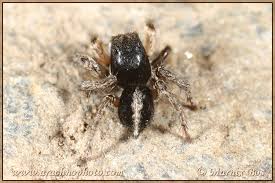 Attēlu rezultāti vaicājumam “Aelurillus v-insignitus”