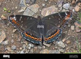 Attēlu rezultāti vaicājumam “Limenitis populi underside”