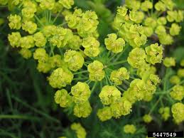 Attēlu rezultāti vaicājumam “Euphorbia cyparissias”