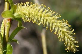 Attēlu rezultāti vaicājumam “Salix x fragilis”