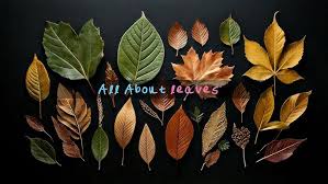 Attēlu rezultāti vaicājumam “leaf”