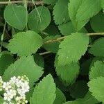 Attēlu rezultāti vaicājumam “Spiraea chamaedryfolia”