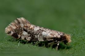 Attēlu rezultāti vaicājumam “Nemapogon cloacella”