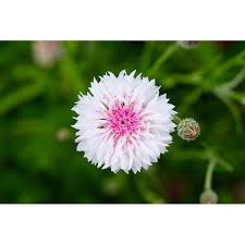 Image result for Centaurea cyanus