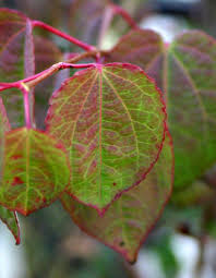 Attēlu rezultāti vaicājumam “Cercidiphyllum japonicum leaf”