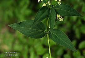 Attēlu rezultāti vaicājumam “Vincetoxicum hirundinaria leaf”