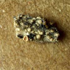 Attēlu rezultāti vaicājumam “Cliostomum corrugatum”